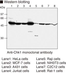 CHEK1 / CHK1 Antibody