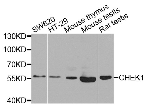 CHEK1 / CHK1 Antibody - Western blot analysis of extracts of various cells.