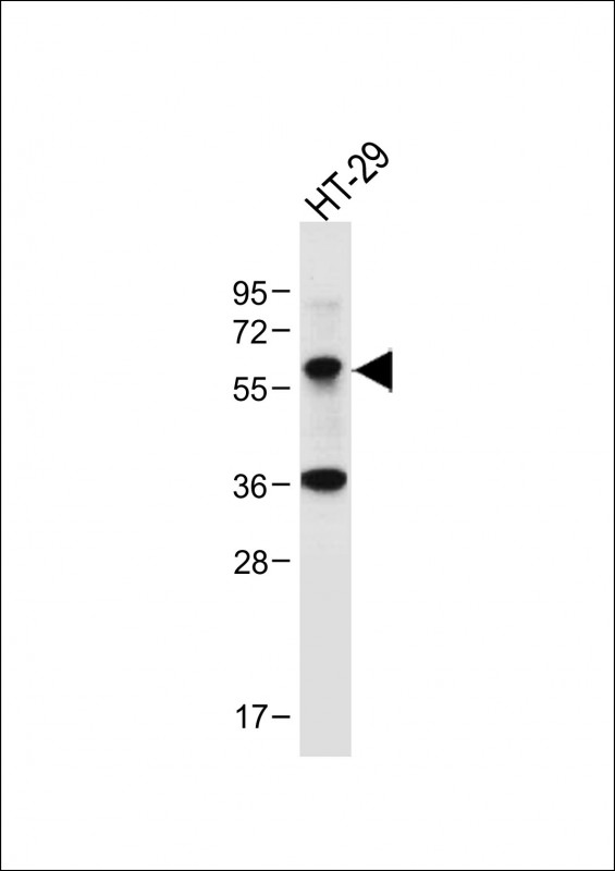 CHEK1 / CHK1 Antibody - Anti-hChk1-S280 at 1:1000 dilution + HT-29 whole cell lysate Lysates/proteins at 20 µg per lane. Secondary Goat Anti-Rabbit IgG, (H+L), Peroxidase conjugated at 1/10000 dilution. Predicted band size: 54 kDa Blocking/Dilution buffer: 5% NFDM/TBST.