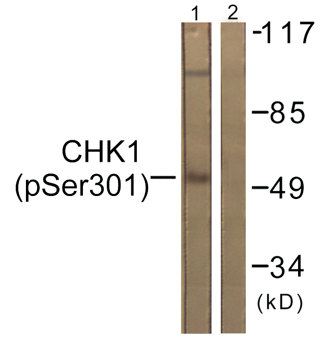 CHEK1 / CHK1 Antibody - Western blot analysis of lysates from 293 cells, using Chk1 (Phospho-Ser301) Antibody. The lane on the right is blocked with the phospho peptide.