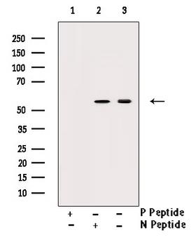 CHEK1 / CHK1 Antibody - Western blot analysis of Chk1 phosphorylation expression in 3T3 whole cells lysates. The lane on the right is treated with the antigen-specific peptide.