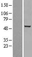 CHEK1 / CHK1 Protein - Western validation with an anti-DDK antibody * L: Control HEK293 lysate R: Over-expression lysate