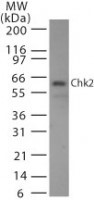 CHEK2 / CHK2 Antibody - Western Blot: Chk2 Antibody (73C175.1.1) [Azide Free] - analysis of Chk2 in 293 cell lysate. A protein band of approximate molecular weight of 60-62 kDa is detected with Chk2 antibody at 2 ug/ml. This image was taken for the unmodified form of this product. Other forms have not been tested.
