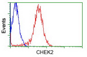 CHEK2 / CHK2 Antibody - Flow cytometry of Jurkat cells, using anti-CHEK2 antibody (Red), compared to a nonspecific negative control antibody (Blue).