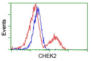 CHEK2 / CHK2 Antibody - HEK293T cells transfected with either overexpress plasmid (Red) or empty vector control plasmid (Blue) were immunostained by anti-CHEK2 antibody, and then analyzed by flow cytometry.