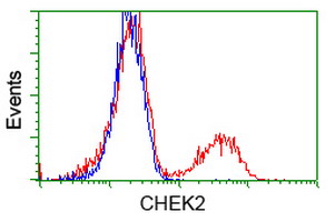 CHEK2 / CHK2 Antibody - HEK293T cells transfected with either overexpress plasmid (Red) or empty vector control plasmid (Blue) were immunostained by anti-CHEK2 antibody, and then analyzed by flow cytometry.