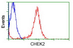 CHEK2 / CHK2 Antibody - Flow cytometry of Jurkat cells, using anti-CHEK2 antibody (Red), compared to a nonspecific negative control antibody (Blue).