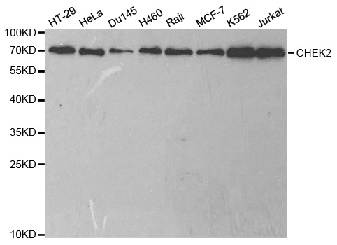 CHEK2 / CHK2 Antibody - Western blot analysis of extracts of various cell lines.