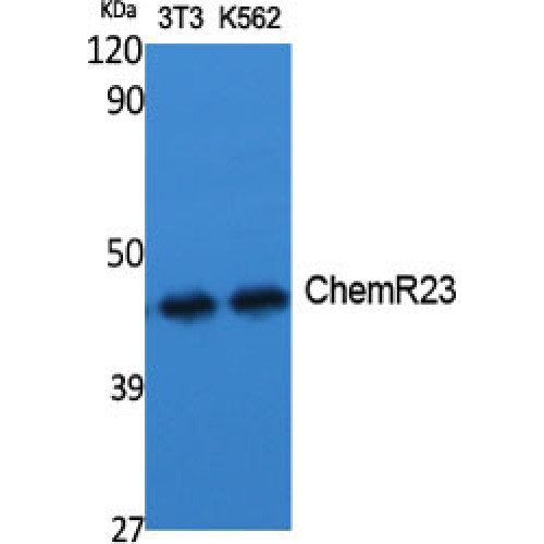 CHEMR23 / CMKLR1 Antibody - Western blot of ChemR23 antibody
