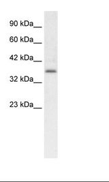 CHEMR23 / CMKLR1 Antibody - HepG2 Cell Lysate.  This image was taken for the unconjugated form of this product. Other forms have not been tested.