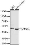 CHEMR23 / CMKLR1 Antibody - Western blot analysis of extracts of various cell lines, using CMKLR1 antibody at 1:1000 dilution. The secondary antibody used was an HRP Goat Anti-Rabbit IgG (H+L) at 1:10000 dilution. Lysates were loaded 25ug per lane and 3% nonfat dry milk in TBST was used for blocking. An ECL Kit was used for detection and the exposure time was 10s.