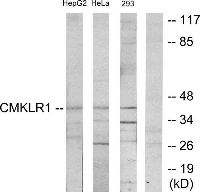 CHEMR23 / CMKLR1 Antibody - Western blot analysis of extracts from HepG2 cells, HeLa cells and 293 cells, using CMKLR1 antibody.