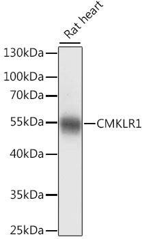 CHEMR23 / CMKLR1 Antibody - Western blot analysis of extracts of rat heart using CMKLR1 Polyclonal Antibody at dilution of 1:1000.