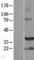 CHF1 / HEY2 Protein - Western validation with an anti-DDK antibody * L: Control HEK293 lysate R: Over-expression lysate