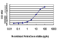 CHFR Antibody - Detection limit for recombinant GST tagged CHFR is approximately 0.1 ng/ml as a capture antibody.