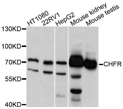 CHFR Antibody - Western blot analysis of extracts of various cell lines, using CHFR antibody at 1:1000 dilution. The secondary antibody used was an HRP Goat Anti-Rabbit IgG (H+L) at 1:10000 dilution. Lysates were loaded 25ug per lane and 3% nonfat dry milk in TBST was used for blocking. An ECL Kit was used for detection and the exposure time was 5s.