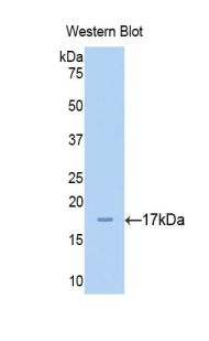 CHGA / Chromogranin A Antibody - Western blot of recombinant CHGA / Chromogranin A.  This image was taken for the unconjugated form of this product. Other forms have not been tested.