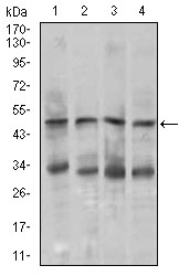 CHGA / Chromogranin A Antibody - Western blot using CHGA mouse monoclonal antibody against MOLT4 (1), SK-N-SH (2), HepG2 (3), and PC-12 (4) cell lysate.