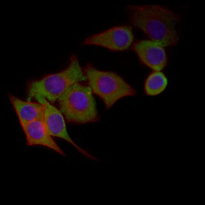 CHGA / Chromogranin A Antibody - Immunofluorescence of HepG2 cells using CHGA mouse monoclonal antibody (green). Blue: DRAQ5 fluorescent DNA dye. Red: Actin filaments have been labeled with Alexa Fluor-555 phalloidin.