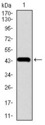 CHGA / Chromogranin A Antibody - Western blot using CHGA monoclonal antibody against human CHGA recombinant protein. (Expected MW is 43.6 kDa)