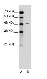 CHGA / Chromogranin A Antibody - A: Marker, B: Jurkat Cell Lysate.  This image was taken for the unconjugated form of this product. Other forms have not been tested.