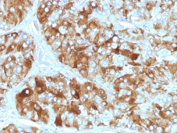 CHGA / Chromogranin A Antibody - Formalin-fixed, paraffin-embedded human adrenal gland stained with Chromogranin A antibody (CGA/413).  This image was taken for the unmodified form of this product. Other forms have not been tested.
