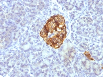 CHGA / Chromogranin A Antibody - Formalin-fixed, paraffin-embedded pancreas stained with Chromogranin A antibody cocktail.  This image was taken for the unmodified form of this product. Other forms have not been tested.