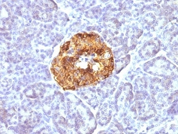 CHGA / Chromogranin A Antibody - Formalin-fixed, paraffin-embedded human pancreas stained with Chromogranin A antibody (CGA/413).  This image was taken for the unmodified form of this product. Other forms have not been tested.