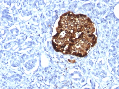 CHGA / Chromogranin A Antibody - Formalin-fixed, paraffin-embedded human Pancreas stained with Chromogranin A Rabbit Recombinant Monoclonal Antibody (CHGA/1815R).
