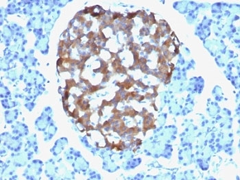 CHGA / Chromogranin A Antibody - Formalin-fixed, paraffin-embedded human pancreas stained with Chromogranin A antibody (CHGA/765).  This image was taken for the unmodified form of this product. Other forms have not been tested.