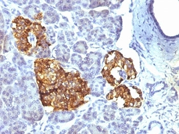 CHGA / Chromogranin A Antibody - Formalin-fixed, paraffin-embedded human pancreas stained with Chromogranin A antibody (CHGA/777).  This image was taken for the unmodified form of this product. Other forms have not been tested.
