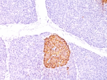 CHGA / Chromogranin A Antibody - Formalin-paraffin human pancreas stained with Chromogranin A antibody (CHGA/798).  This image was taken for the unmodified form of this product. Other forms have not been tested.