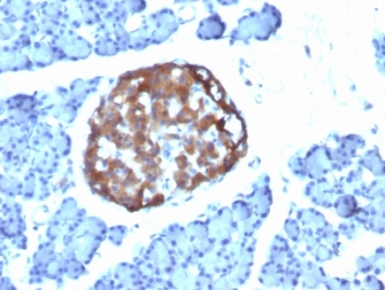 CHGA / Chromogranin A Antibody - Formalin-paraffin rat pancreas stained with Chromogranin A antibody (CHGA/798).  This image was taken for the unmodified form of this product. Other forms have not been tested.