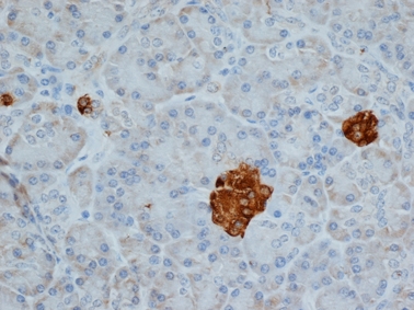 CHGA / Chromogranin A Antibody - Citrate pretreated paraffin-embedded human pancreas stained with Mouse anti-Human Chromogranin A followed by Histar Detection