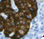 CHGA / Chromogranin A Antibody - IHC of Chromogranin Á on FFPE Pancreas tissue. This image was taken for the unmodified form of this product. Other forms have not been tested.