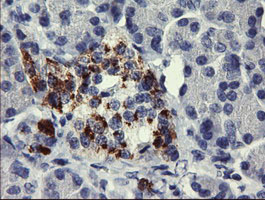 CHGA / Chromogranin A Antibody - IHC of paraffin-embedded Human pancreas tissue using anti-CHGA mouse monoclonal antibody. (Heat-induced epitope retrieval by 10mM citric buffer, pH6.0, 120°C for 3min).