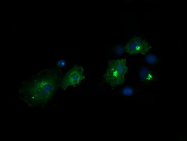 CHGA / Chromogranin A Antibody - Anti-CHGA mouse monoclonal antibody immunofluorescent staining of COS7 cells transiently transfected by pCMV6-ENTRY CHGA.