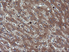 CHGA / Chromogranin A Antibody - IHC of paraffin-embedded Human liver tissue using anti-CHGA mouse monoclonal antibody.