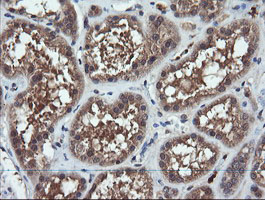 CHGA / Chromogranin A Antibody - IHC of paraffin-embedded Human Kidney tissue using anti-CHGA mouse monoclonal antibody.