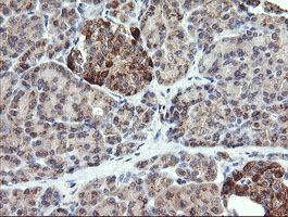 CHGA / Chromogranin A Antibody - IHC of paraffin-embedded Human pancreas tissue using anti-CHGA mouse monoclonal antibody.