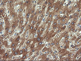 CHGA / Chromogranin A Antibody - IHC of paraffin-embedded Human liver tissue using anti-CHGA mouse monoclonal antibody.