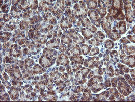 CHGA / Chromogranin A Antibody - IHC of paraffin-embedded Human pancreas tissue using anti-CHGA mouse monoclonal antibody.