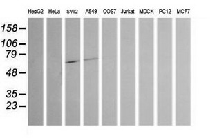 CHGA / Chromogranin A Antibody - Western blot of extracts (35ug) from 9 different cell lines by using anti-CHGA monoclonal antibody (HepG2: human; HeLa: human; SVT2: mouse; A549: human; COS7: monkey; Jurkat: human; MDCK: canine; PC12: rat; MCF7: human).