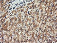 CHGA / Chromogranin A Antibody - IHC of paraffin-embedded Human liver tissue using anti-CHGA mouse monoclonal antibody. (Heat-induced epitope retrieval by 10mM citric buffer, pH6.0, 120°C for 3min).