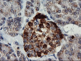 CHGA / Chromogranin A Antibody - IHC of paraffin-embedded Human pancreas tissue using anti-CHGA mouse monoclonal antibody. (Heat-induced epitope retrieval by 10mM citric buffer, pH6.0, 120°C for 3min).
