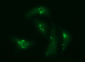 CHGA / Chromogranin A Antibody - Immunofluorescent staining of HeLa cells using anti-CHGA mouse monoclonal antibody.