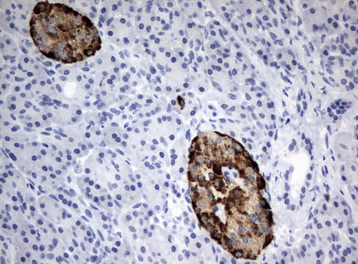 CHGA / Chromogranin A Antibody - Immunohistochemical staining of paraffin-embedded Human pancreas tissue using anti-CHGA mouse monoclonal antibody.  heat-induced epitope retrieval by 10mM citric buffer, pH6.0, 120C for 3min)