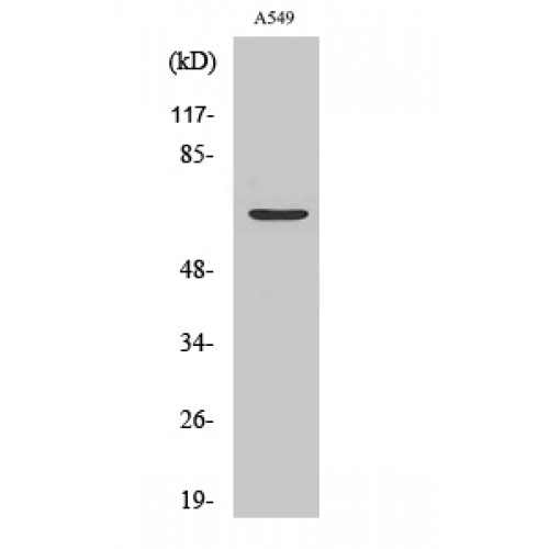 CHGA / Chromogranin A Antibody - Western blot of Chr-A antibody