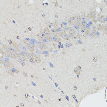 CHGA / Chromogranin A Antibody - Immunohistochemistry of paraffin-embedded mouse brain using CHGA antibody at dilution of 1:150 (40x lens).