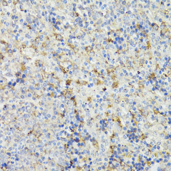 CHGA / Chromogranin A Antibody - Immunohistochemistry of paraffin-embedded mouse spleen using CHGA antibody at dilution of 1:150 (40x lens).